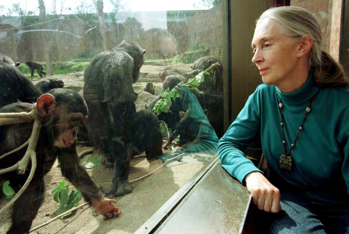 Jane Goodall, pioneering primatologist and global conservation icon, dies at 91