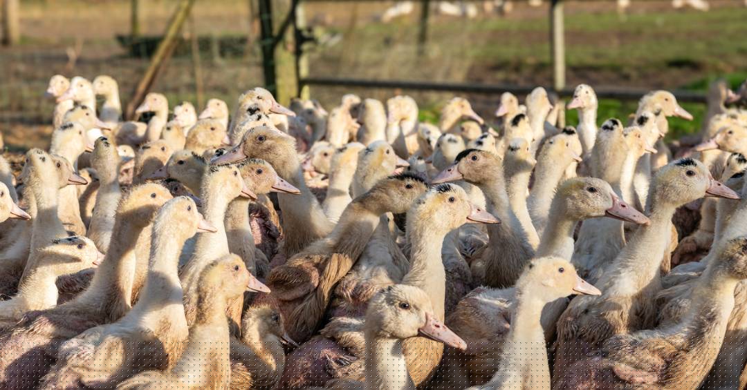 Lula sanciona lei que proíbe a venda e produção de foie gras