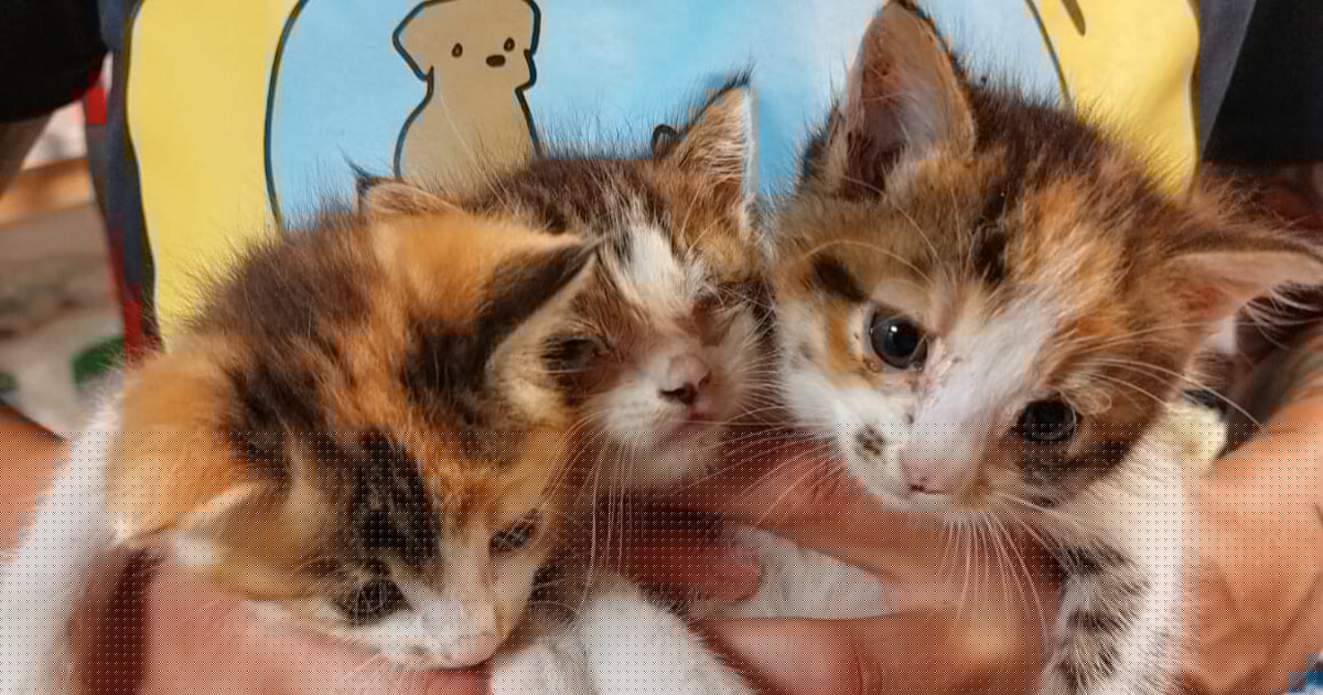 Leid reißt nicht ab - Hilflose Katzenbabys auf Baustelle gerettet