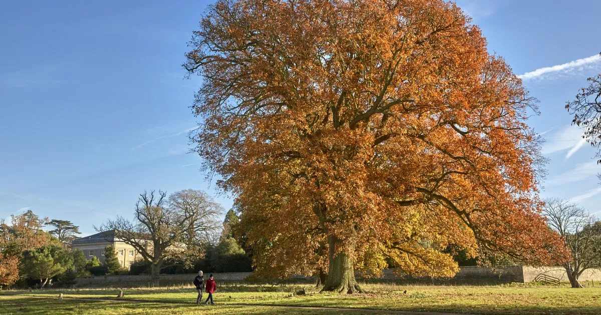 ‘Gorgeous’ autumnal walks at National Trust estate under an hour from Cambs