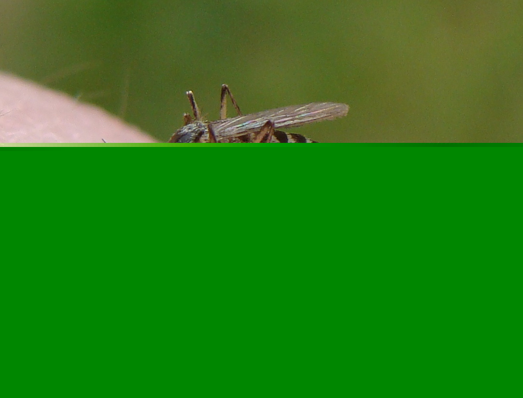 La Crosse Virus Reported in Pickaway and Ross Counties