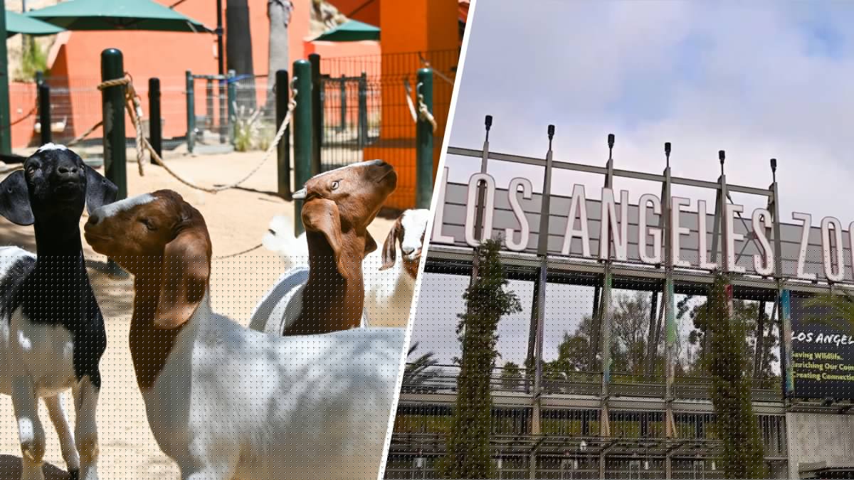 LA Zoo welcomes 4 young Boer goats from Covina High's future farmers program