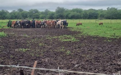 FMD spreads across Eswatini, livestock sales suspended