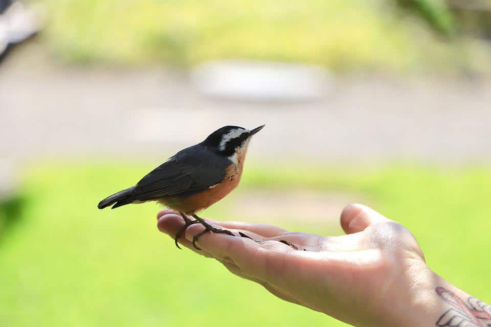 Bird warning calls reveal roots of language