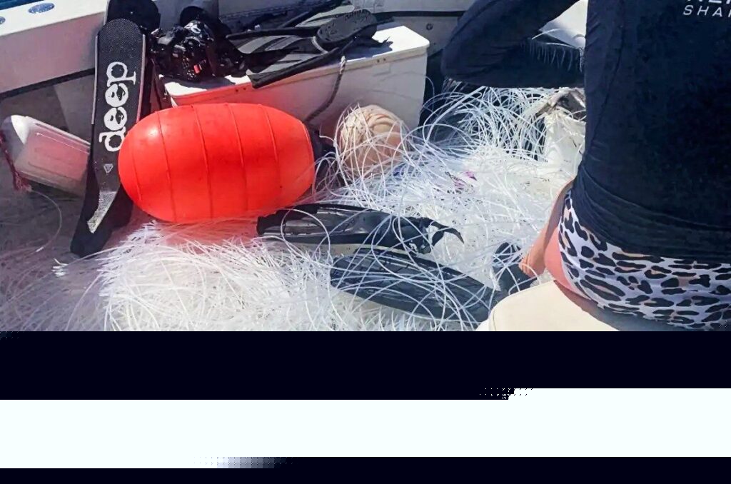 Comment on Trump pardons divers convicted after shark release by Marcelo