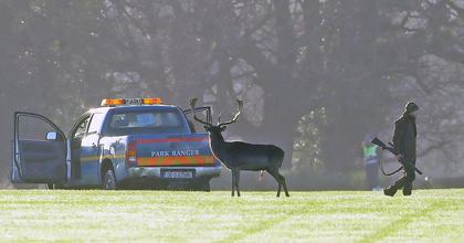 Snipers paid five-figure sum to shoot Phoenix Park deer including months-old fawns