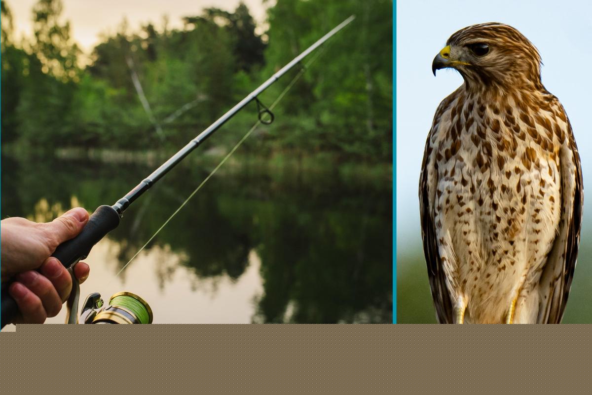 Here's How Cut Fishing Lines Endanger Texas Wildlife