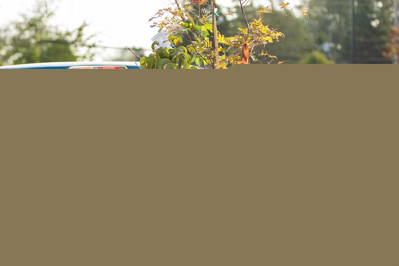 Surrey’s popular $20 tree sales return this summer