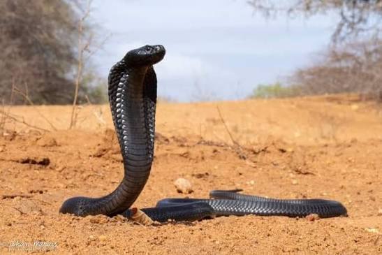3 Tribal Girls Die After Venomous Snake Bites 6 At Gadchiroli Ashram School