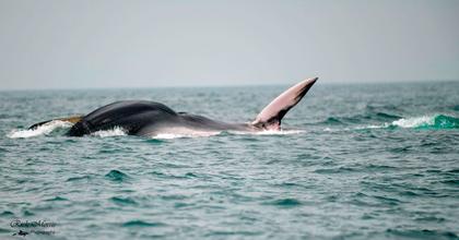 Enormous fin whale spotted off Cornwall coast leaves onlookers 'speechless'