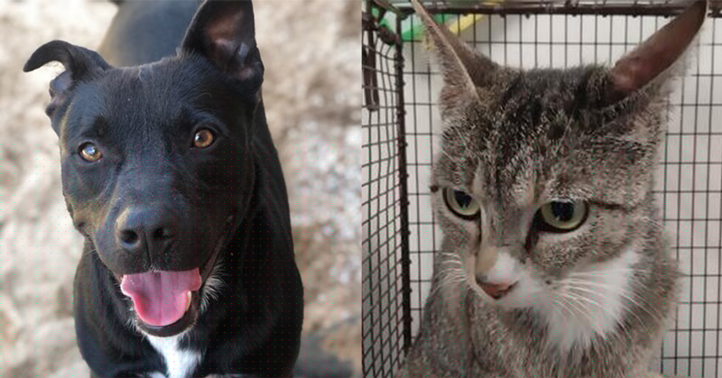 Escambia Animal Shelter Offering Free Cat And Dog Adoptions Through Today