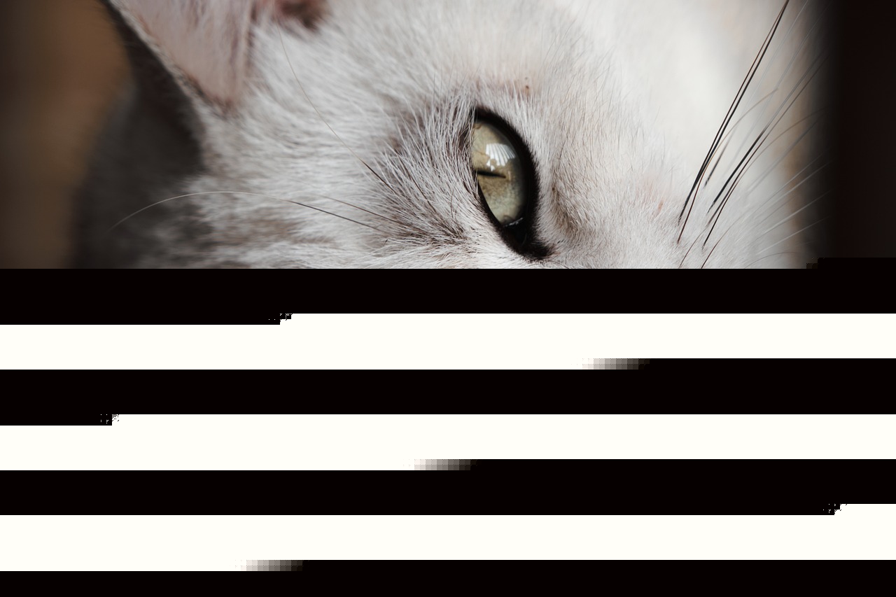Over 13,600 Dead Animals Found on City Streets: Demand Action Now