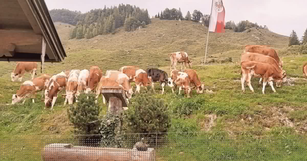Bauern berichten - Es geht nicht mehr! Erste Almen geben Saison auf