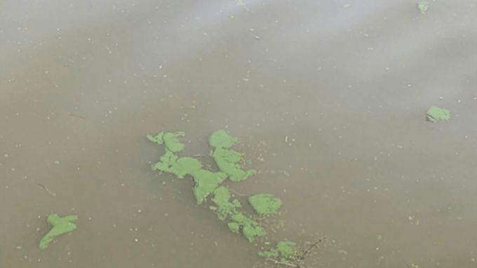 Lake fully open after blue-green algae saga