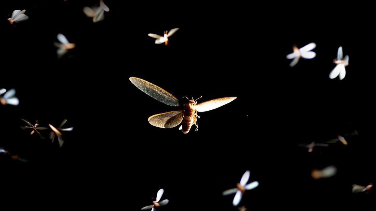 Scientists Reveal The Simple Change That Could Save Millions of Insects