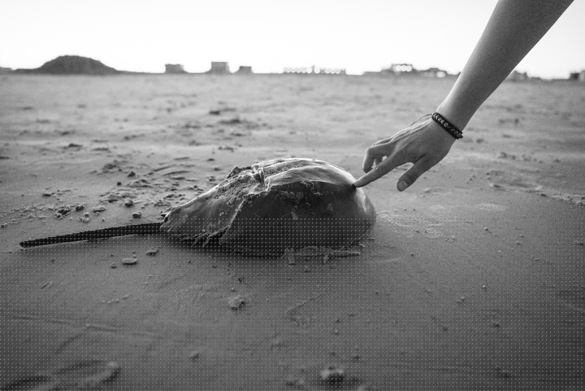 A New Petition Aims To Stop Cape May Horseshoe Crab Harvests