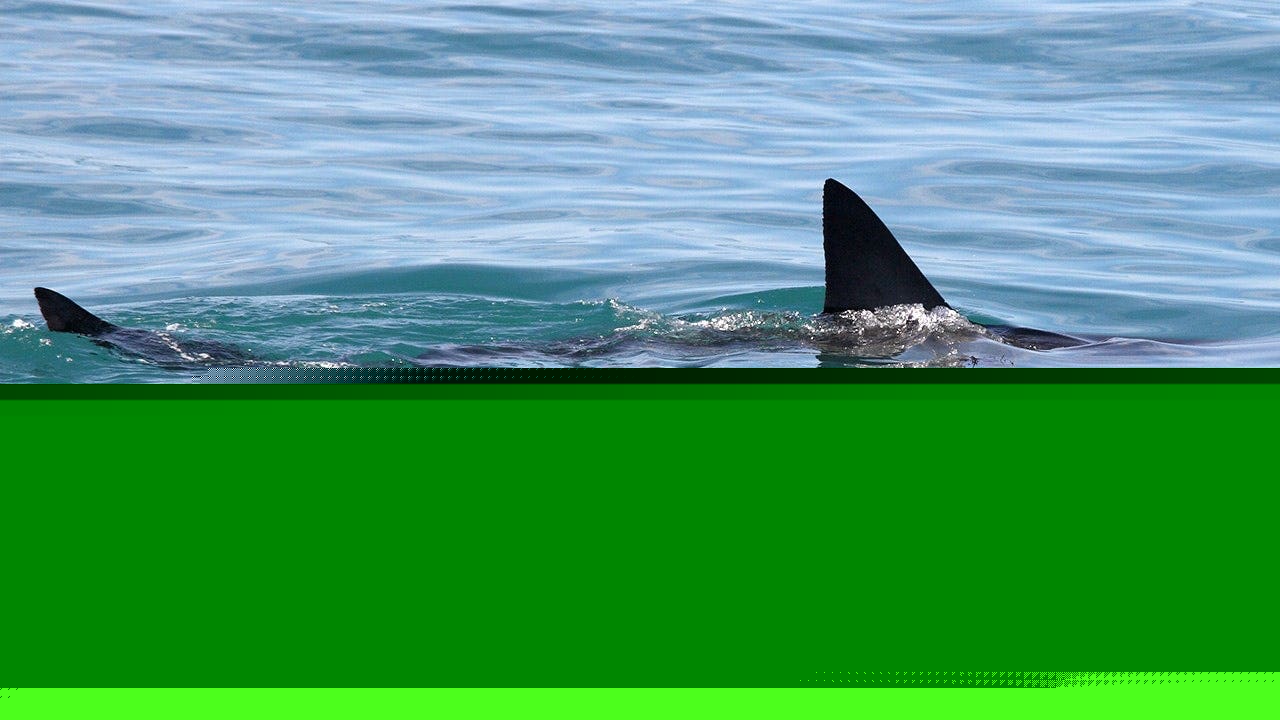 Shark Week puts shark bite survival in focus with ER doc's expert tips