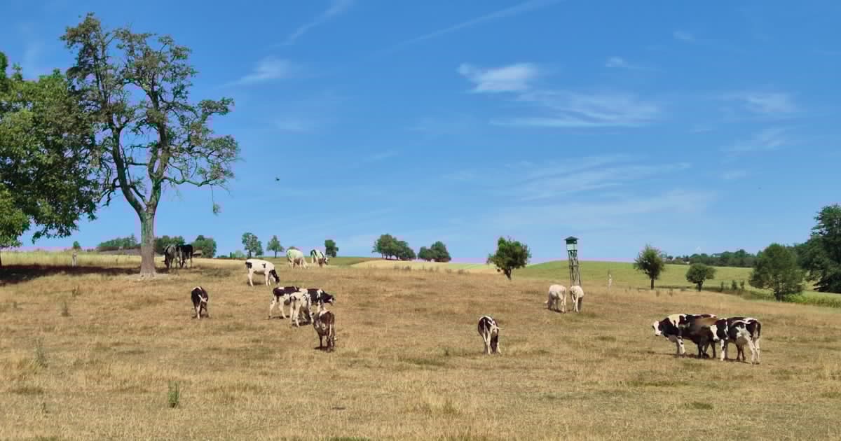 Landwirte verzweifelt - „Dürre zwingt uns zum Verkauf unserer Milchkühe“