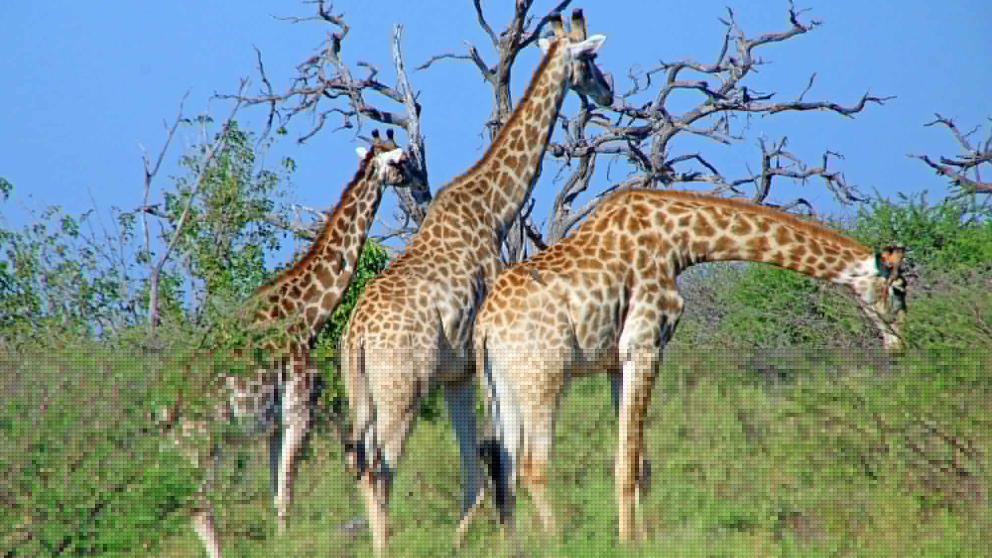 Travel: A trip to Zambia provides more than just sightseeing