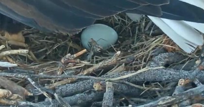 YouTube famous bald eagles welcome first eggs of year