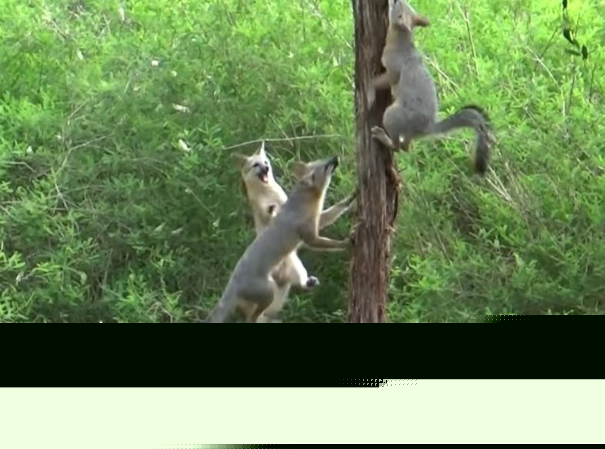 New Yorkers Can’t Believe Foxes Are Living In Their Trees