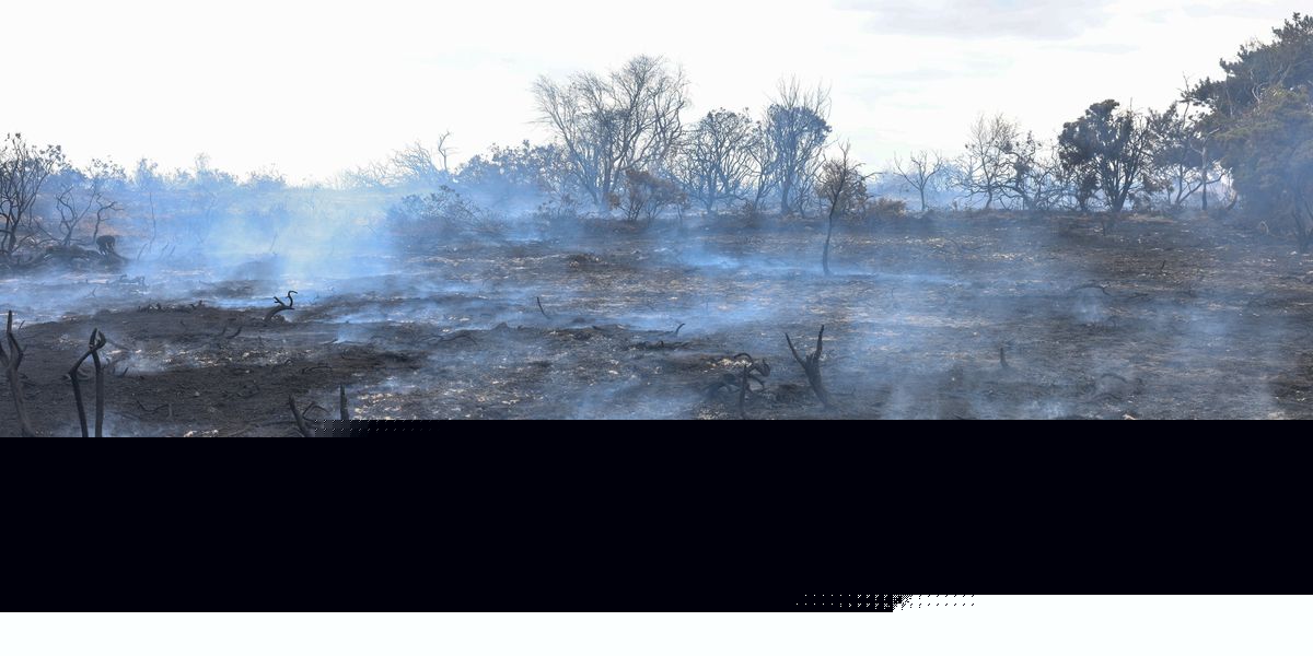 More than 1,000 wildfires recorded in England and Wales to date this year - matching record-breaking total of whole of last year