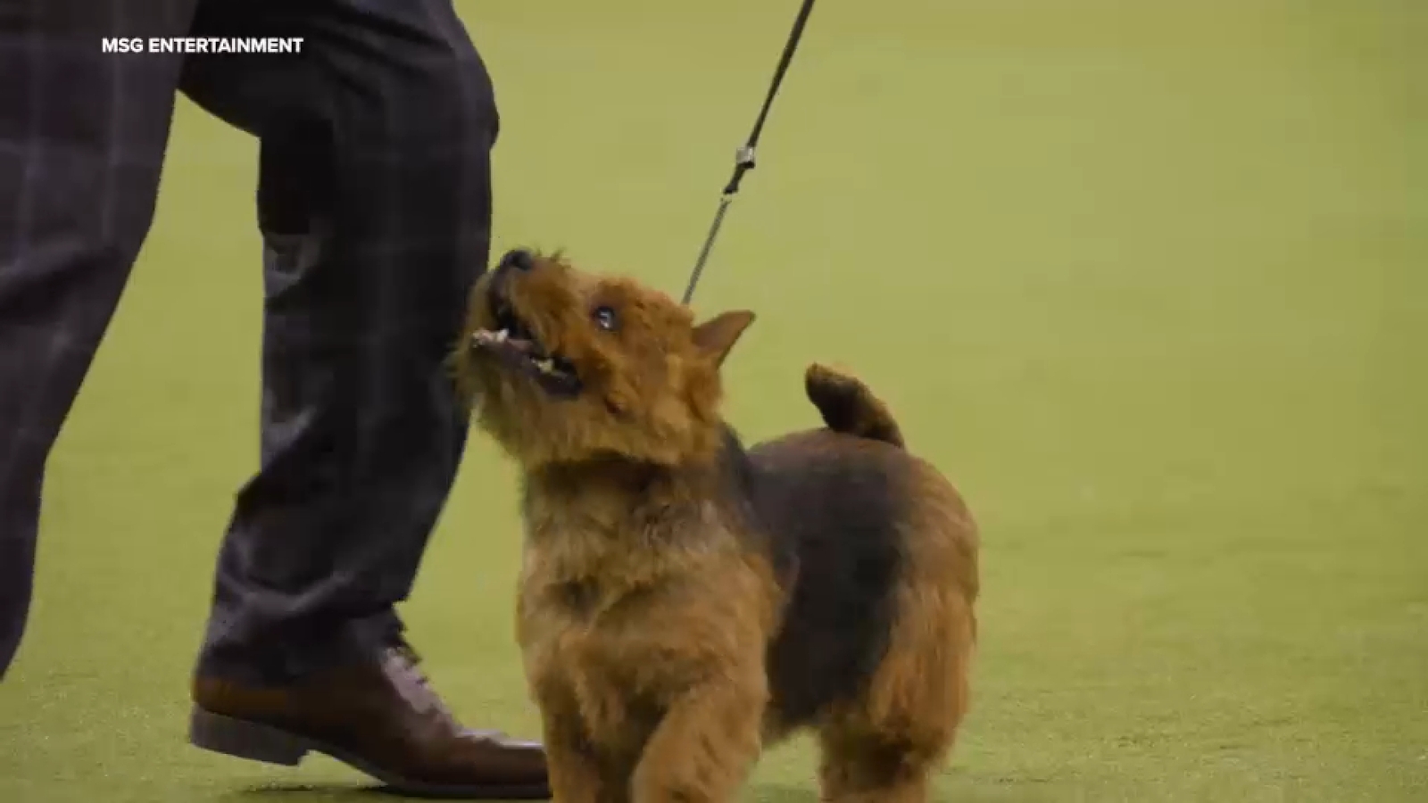 150th Westminster Dog Show set to take place at Madison Square Garden, Javits Center