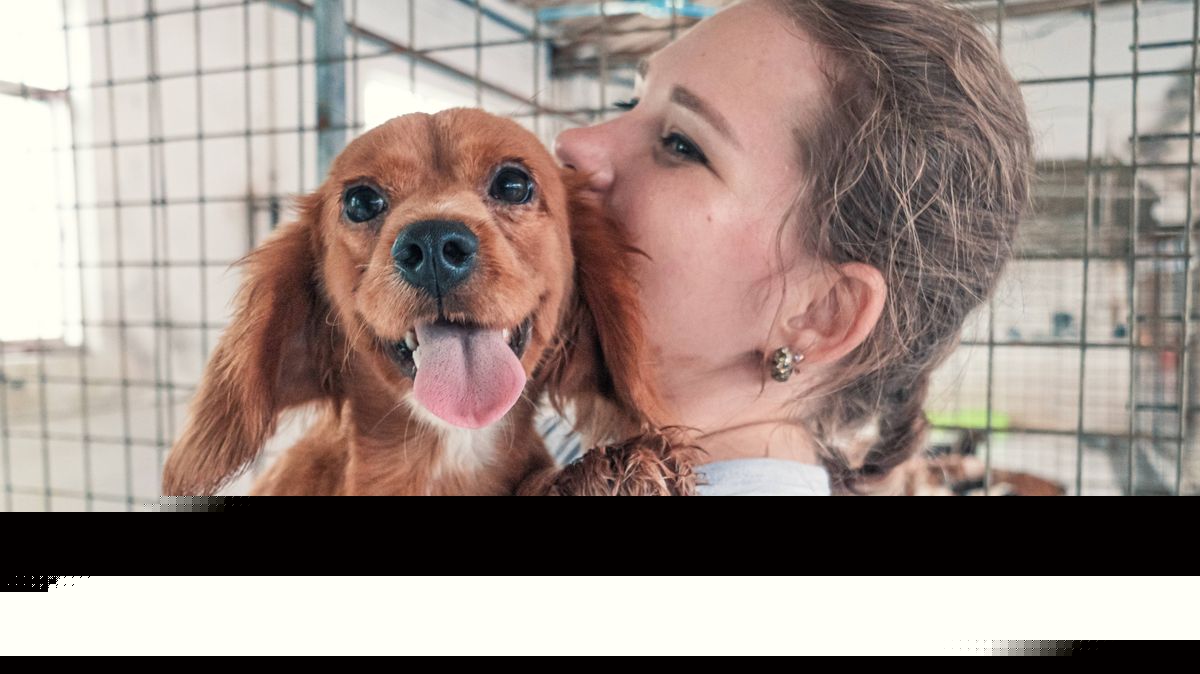 'I'm a vet and there are 4 things you must check before getting a dog'