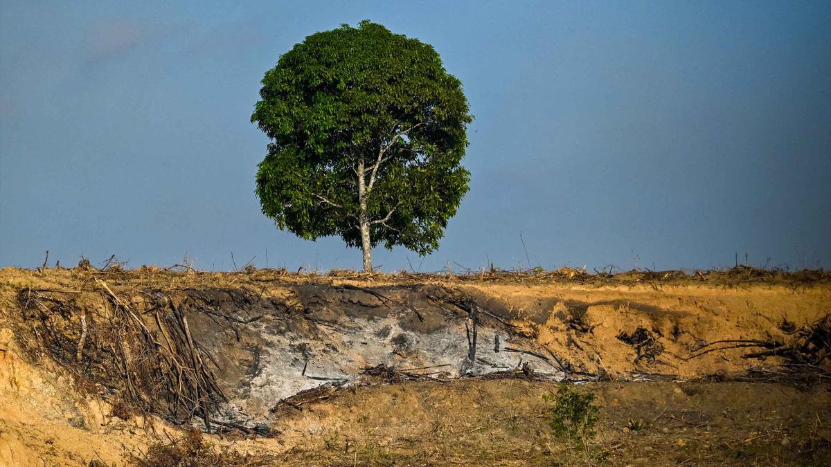 Deforestasi Terbukti Memperparah Durasi Gelombang Panas Global