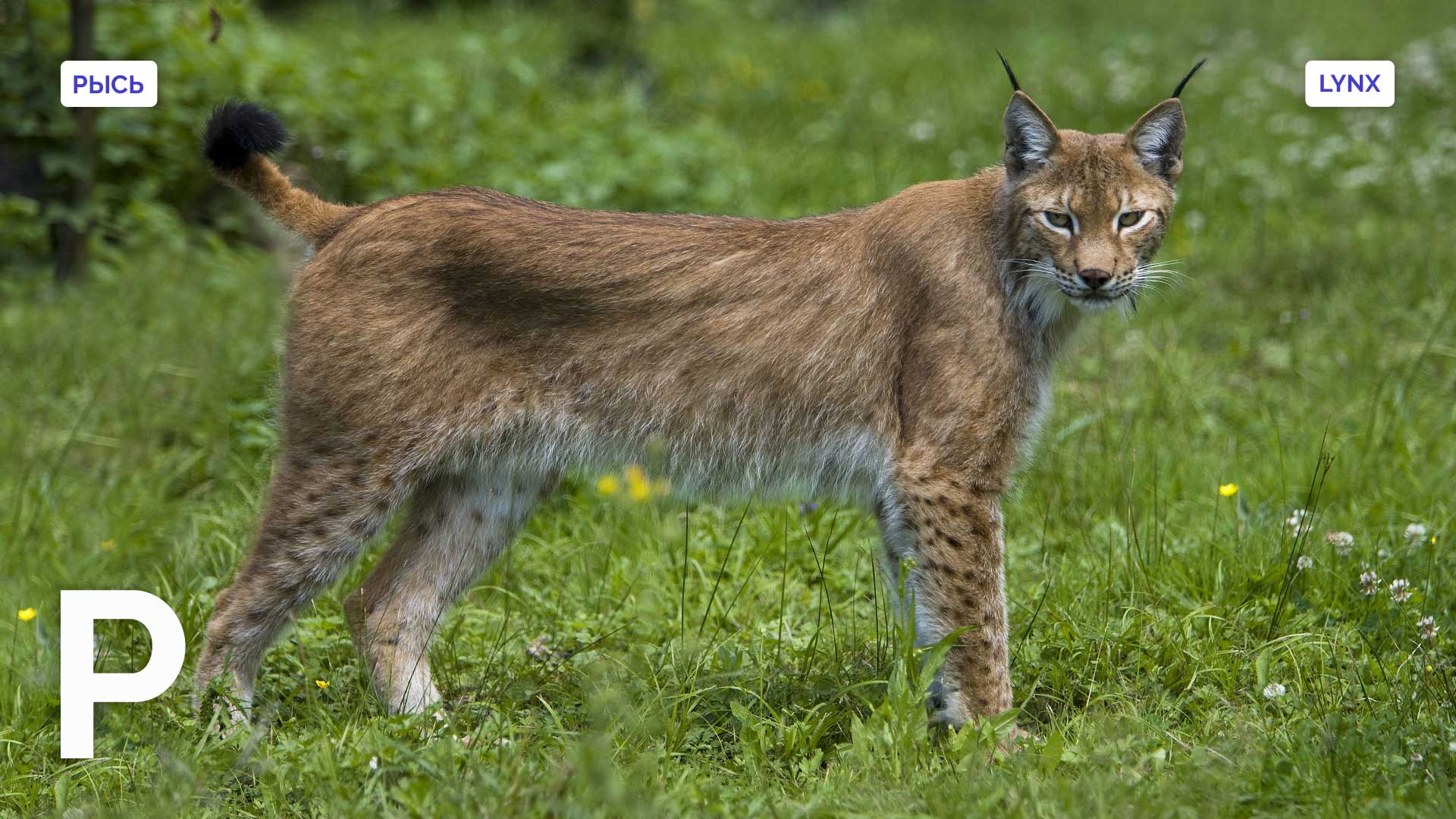 Russia's wildlife ABC: Rys