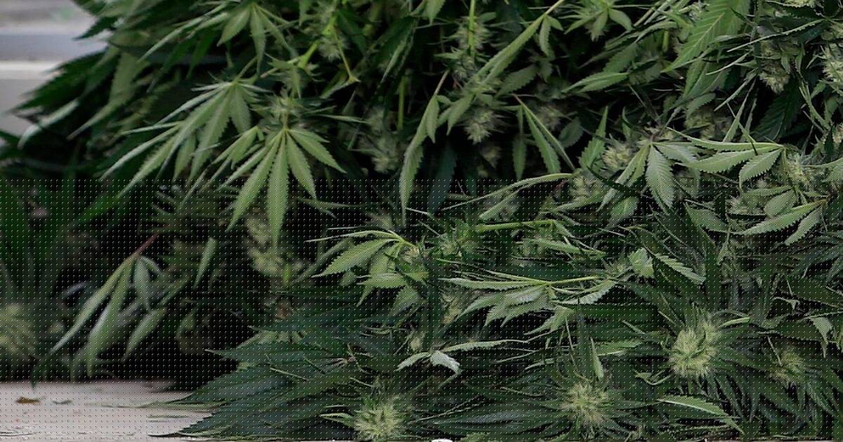 Jail for labourer after DNA found at 178-plant cannabis house