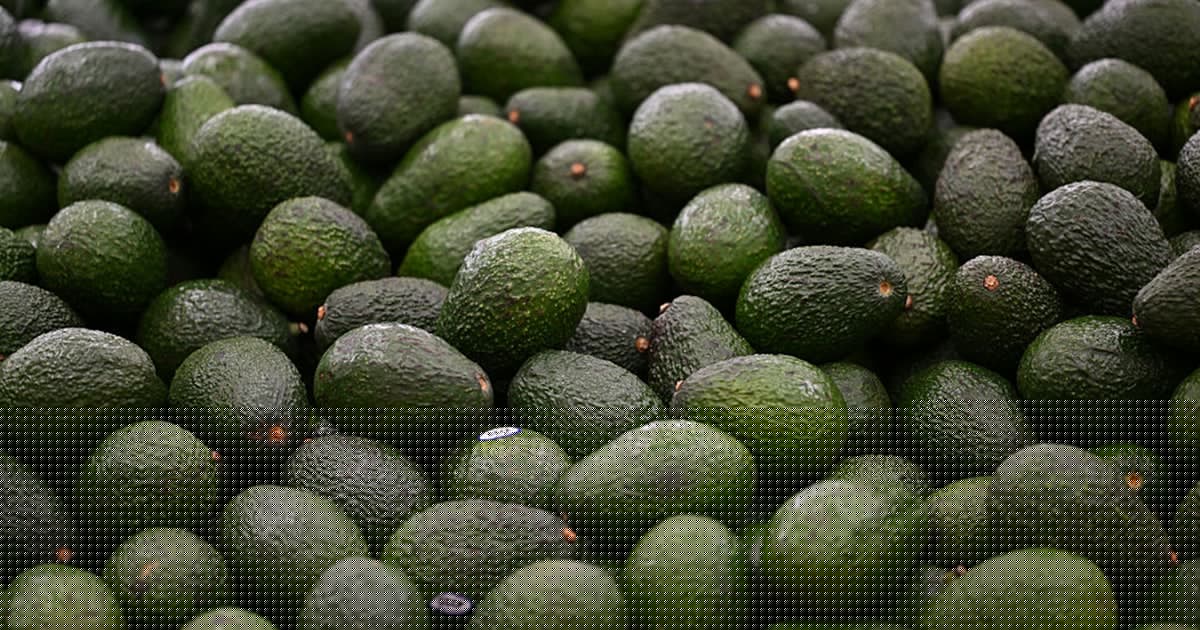 An avocado a day reduces bad cholesterol particles, heart disease risk in adults with obesity, study says