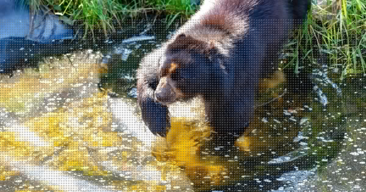 Bitte auch tränken - Hitze in der Steiermark: So bleiben Tiere cool