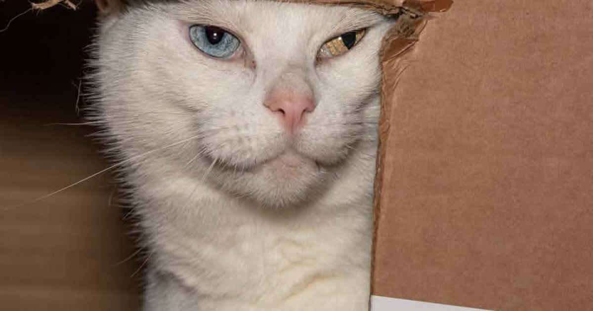 Pictures that make you smile and laugh found in this collection