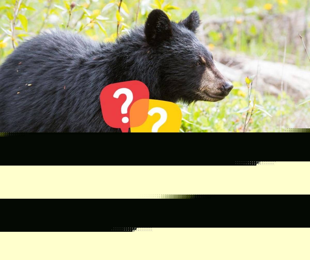 A Black Bear Encounter in NJ? Here's Exactly What You Should do