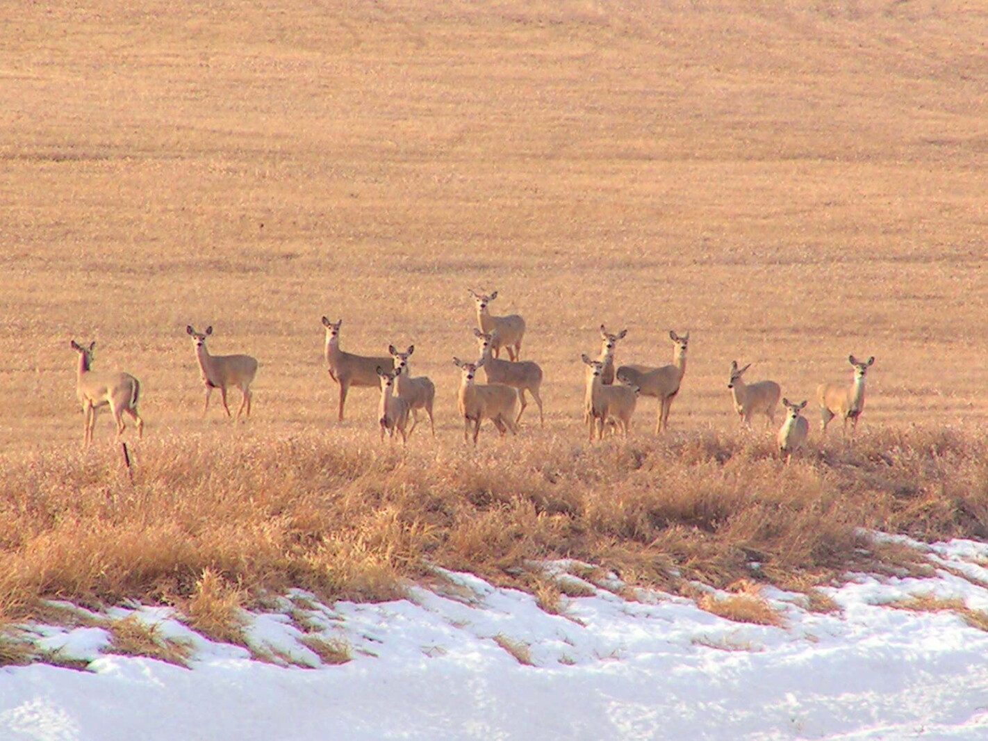 New regulations for Minnesota hunters this season