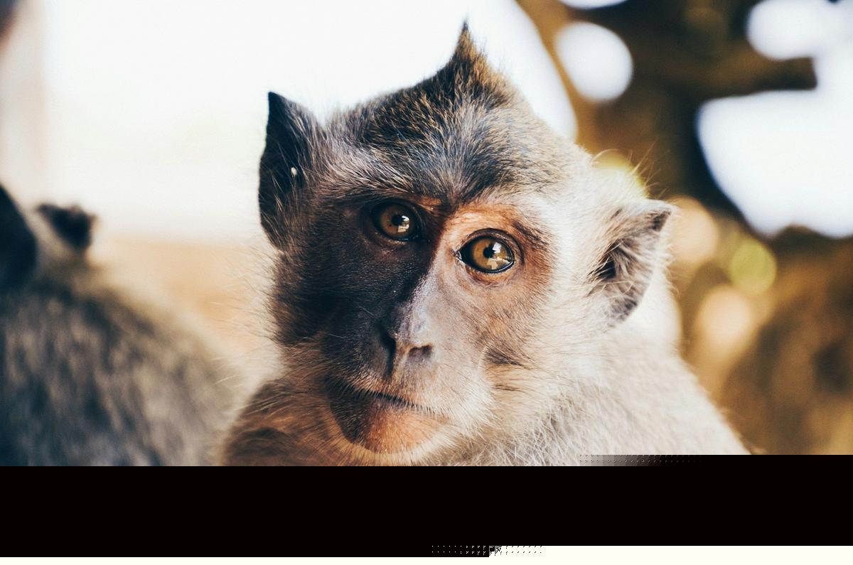 Federal Agents Bust Louisiana Woman for Monkey Torture Ring