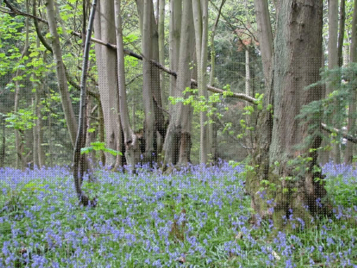 One Week Left to Comment on Worcestershire Nature Recovery Strategy