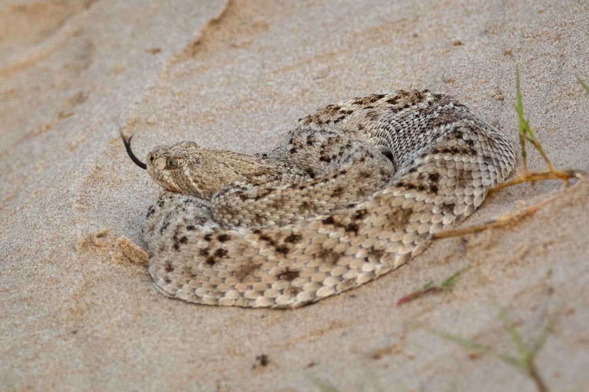Rattlesnakes in Lubbock: Where They Turn Up in Late Summer and What to Do If You’re Bitten