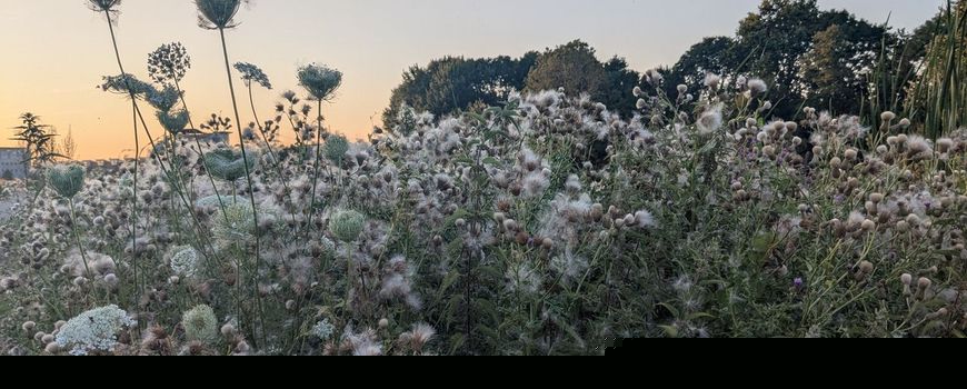 Natuurjournaal 30 juli 2026