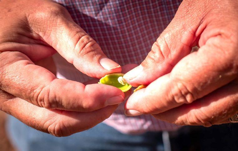 USDA to buy almonds, pistachios, grape juice, raisins