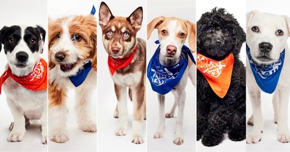 These adorable Upstate NY rescue puppies are about to become TV stars in the 2026 Puppy Bowl