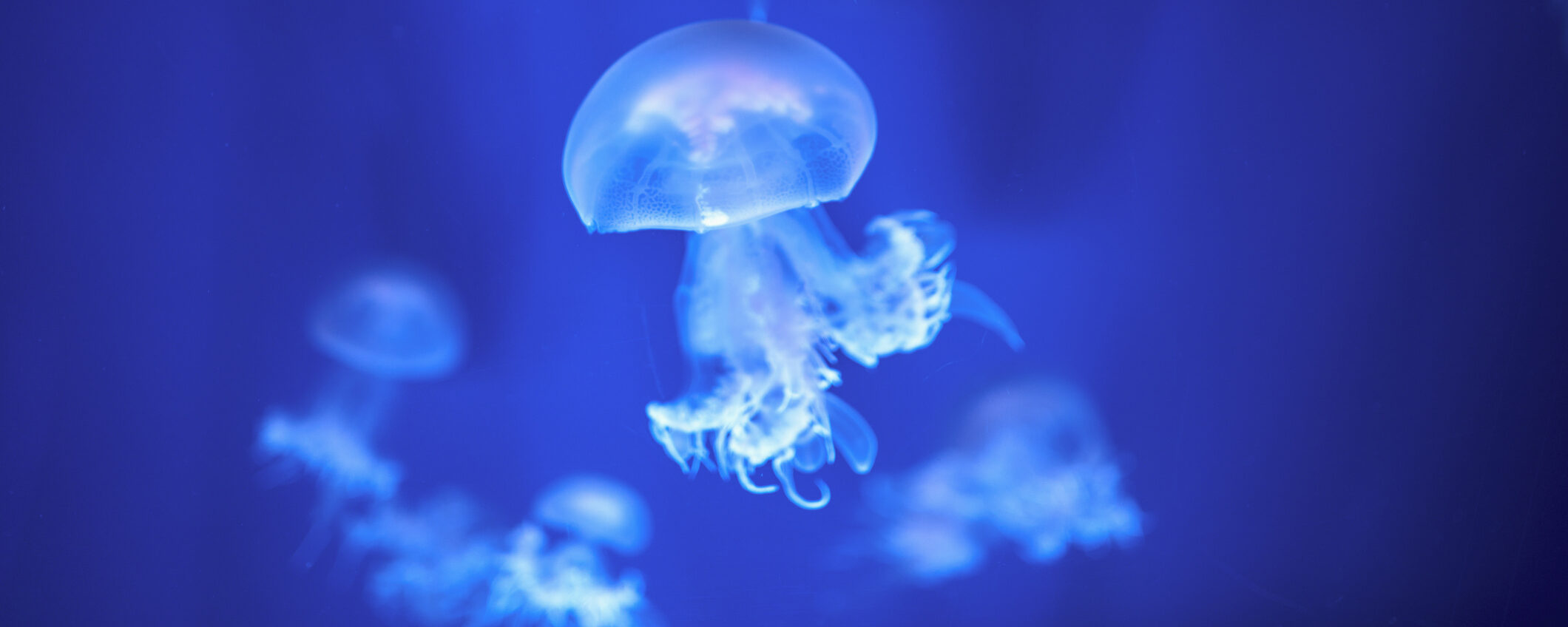Jellyfish, goodbye to stings. The electronic shield arrives and blocks them