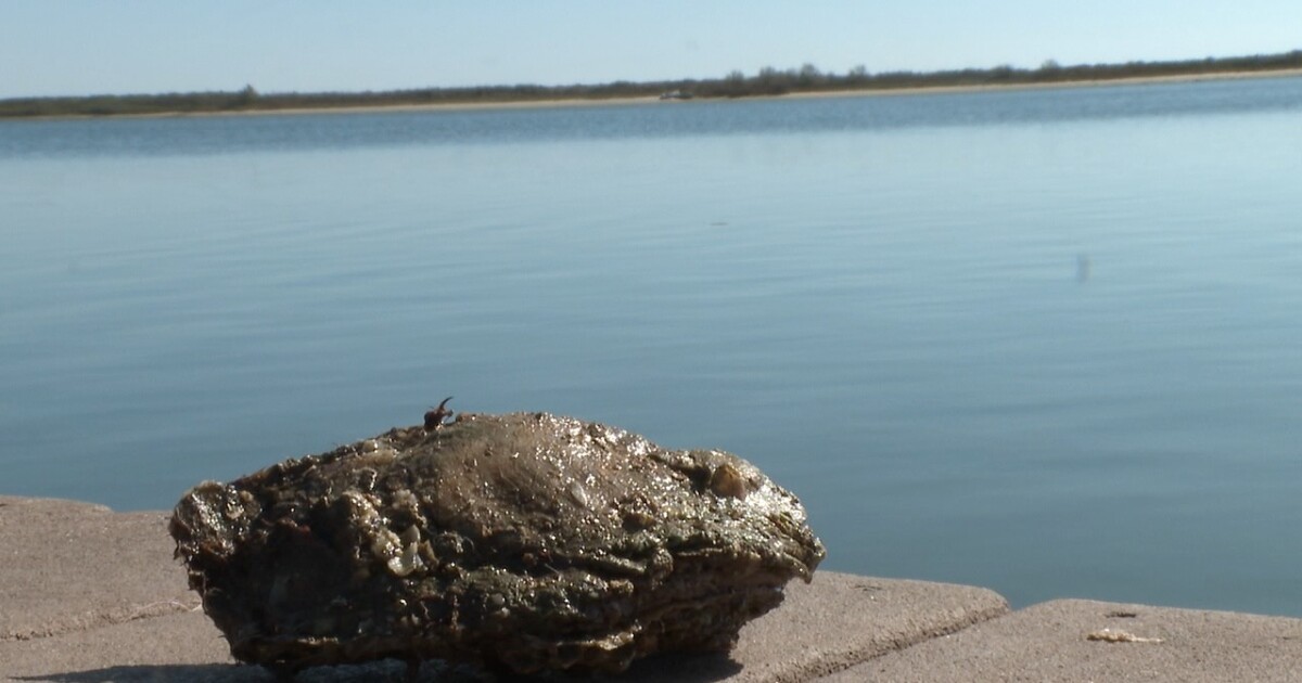 Apalachicola Bay oyster harvest returns for first full season in nearly 6 years with new limits