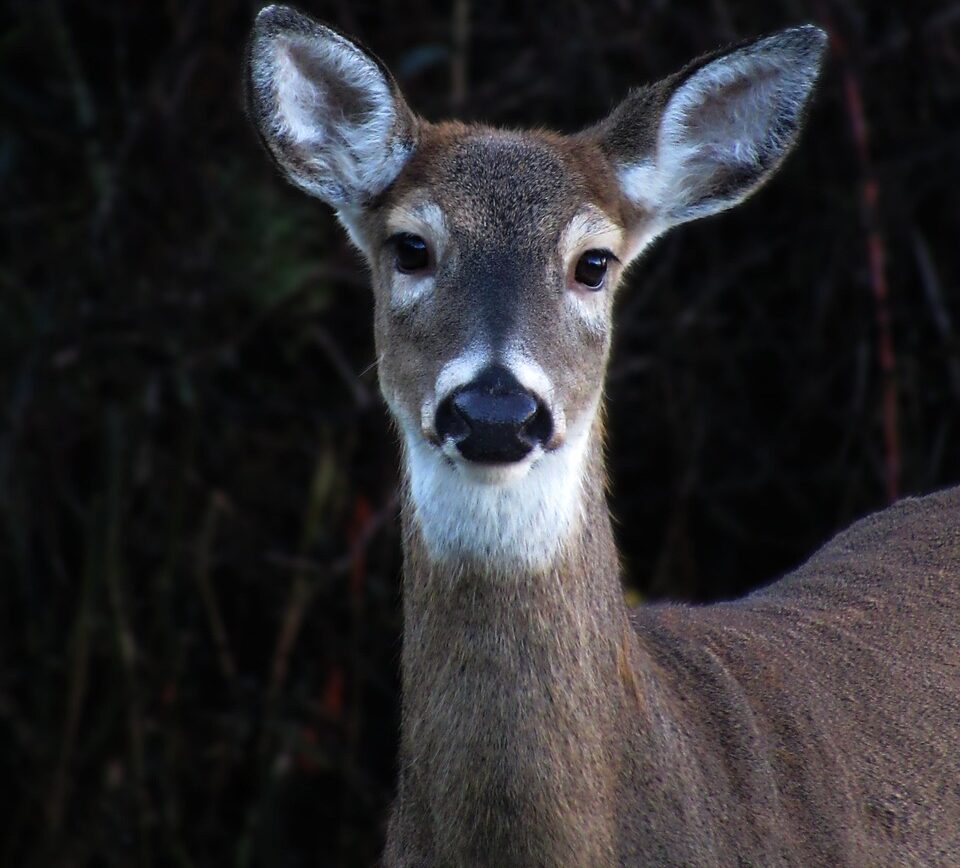Find Person Responsible for Brutal Break-in at Wildlife Rehabilitation Facility
