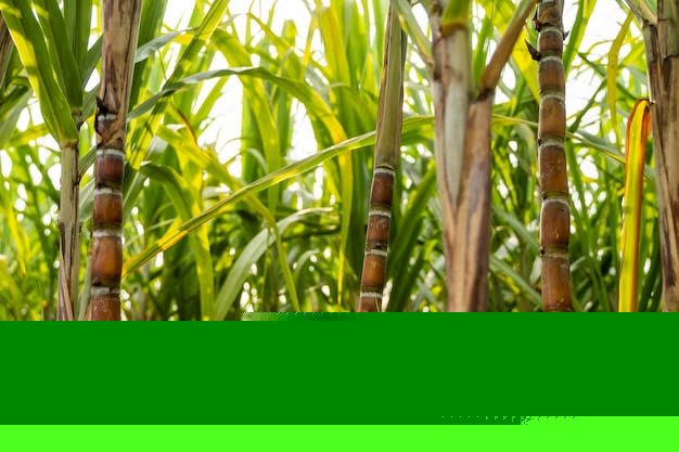India May Cut Cane Use for Ethanol as Sugar Prices Hit Record Highs