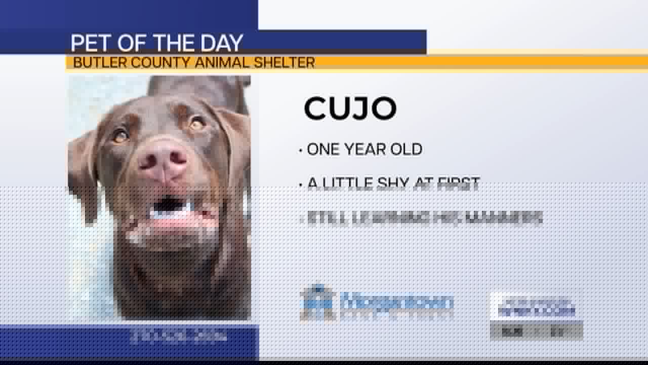 Pet of the Day: Cujo