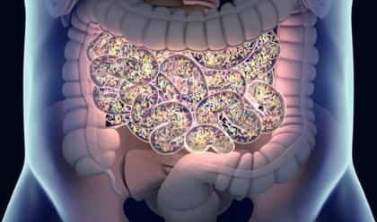 Study: Non-antibiotic drugs affect gut bacteria, could promote resistance