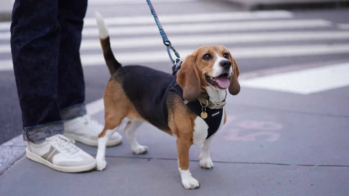 THE WASHINGTON POST: Dogs can tell difference between human happiness and anger, new study reveals