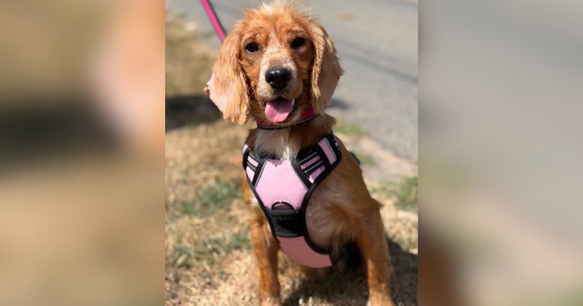 'Lovable little menace' dog who was neglected needs perfect new home